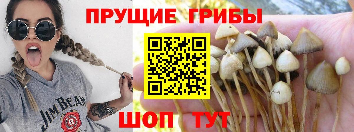 Псилоцибиновые грибы мицелий Новодвинск